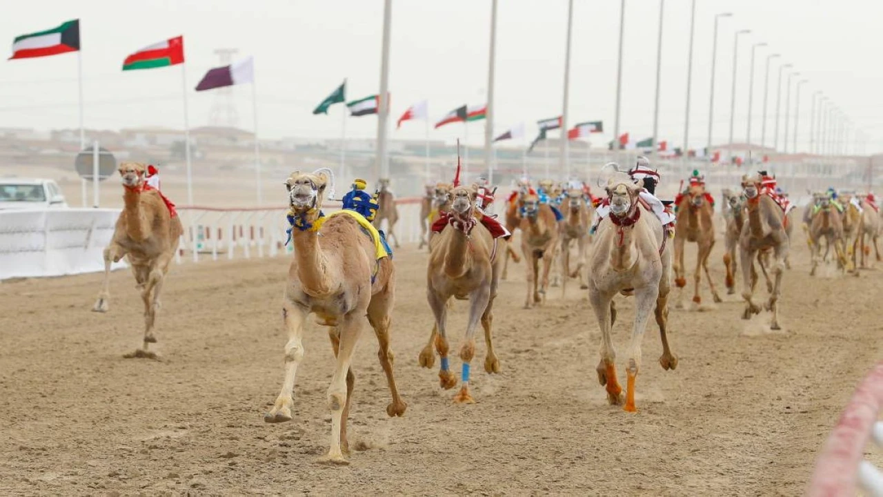 تفاصيل انطلاق سباقات هجن الإنتاج بـ 3 فئات ضمن مهرجان ختامي الوثبة غداً